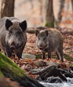 Lokstoffen & afweermiddelen