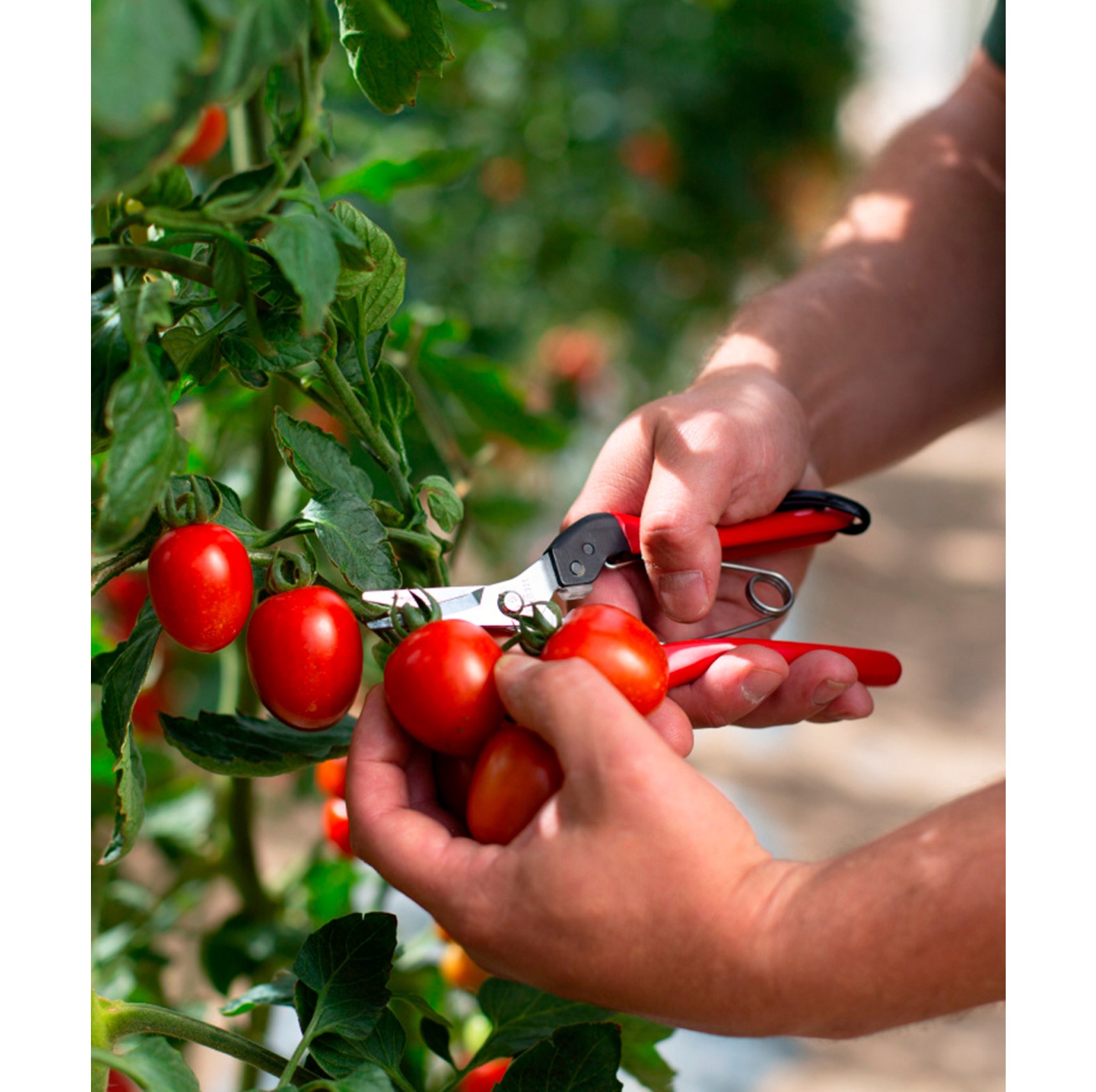 Felco oogst- en snoeischaar / snoeischaar 322 - bij KOX online bestellen | XXFELCO-32-00