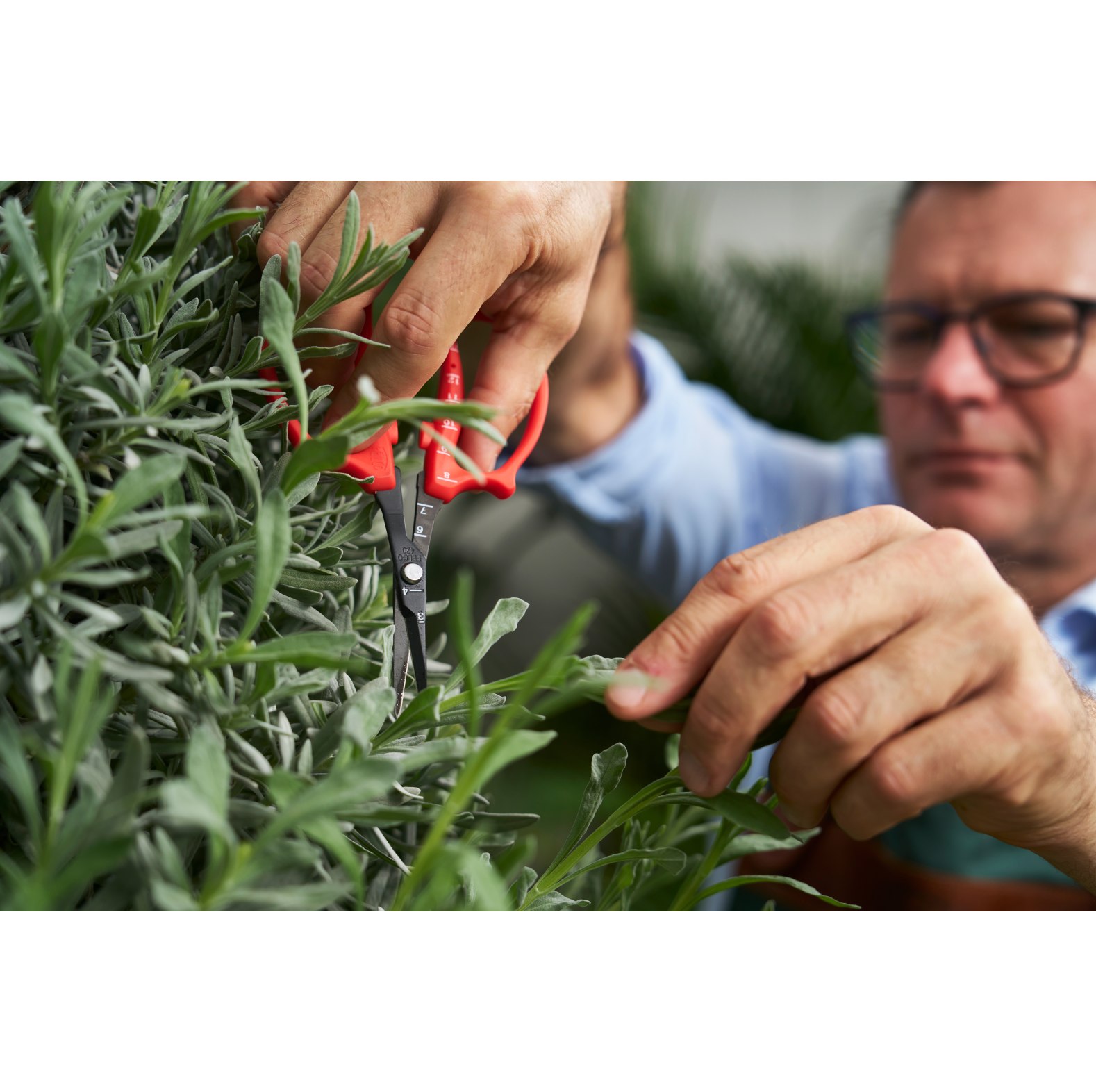 Felco Przisions-Trimmschere/ Gartenschere 420 - bei KOX online bestellen | XXFELCO-420
