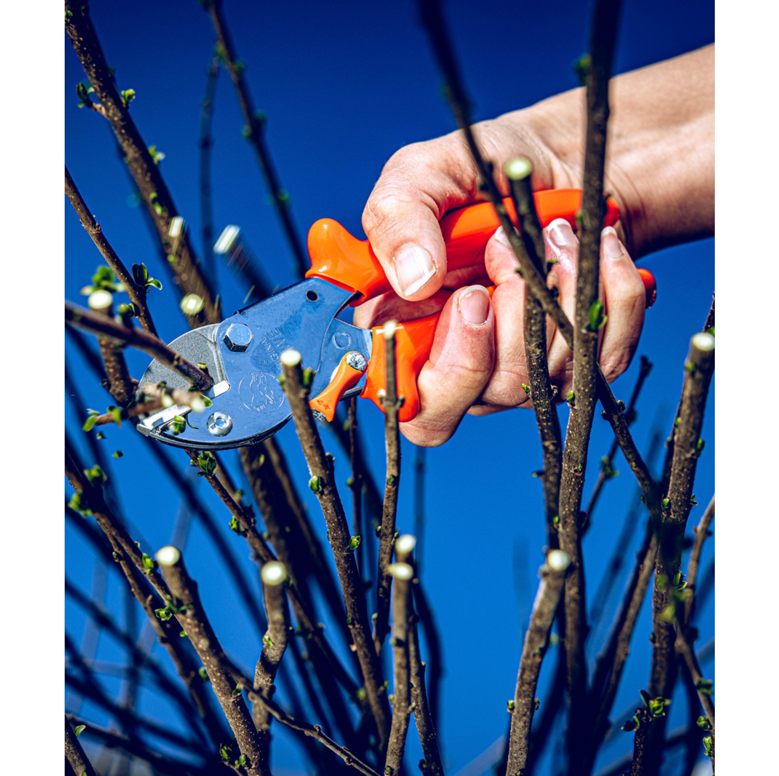 Original LWE Gartenschere 5.104 - bei KOX online bestellen | XXL5104