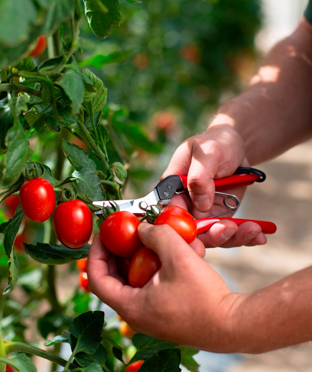 Felco oogst- en snoeischaar / snoeischaar 322 - bij KOX online bestellen | XXFELCO-32-00