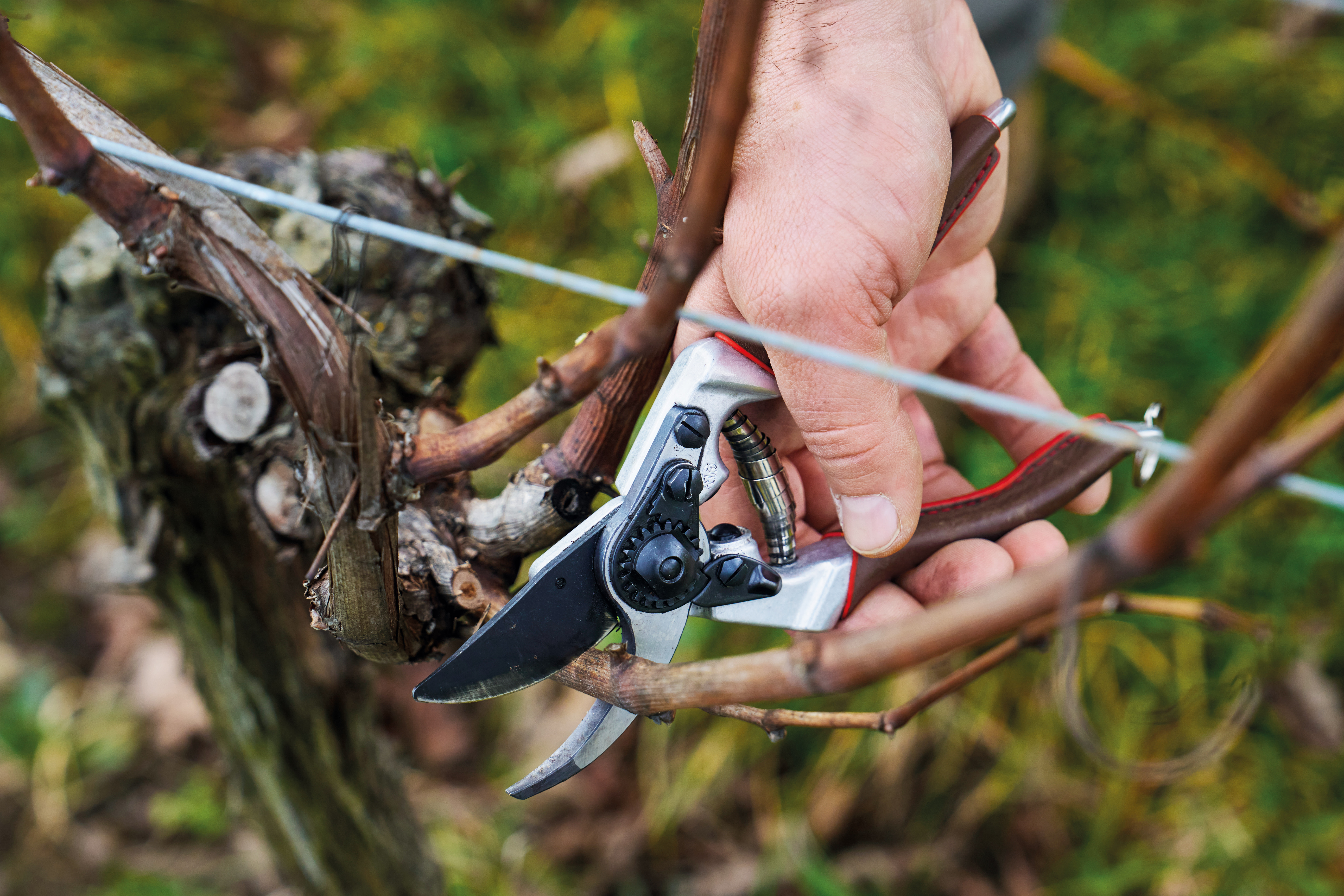 Felco Gartenschere 8 Elite fr groe Hnde - bei KOX online bestellen | XXFELCO-08E