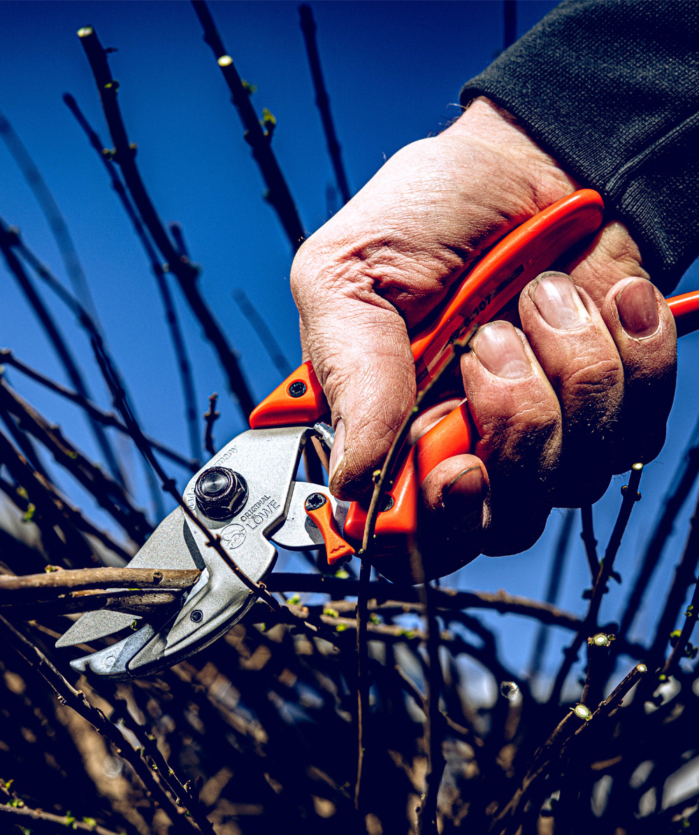 Original LWE  Gartenschere 8.107 - bei KOX online bestellen | XXL8107