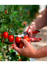 Felco oogst- en snoeischaar / snoeischaar 322 - bij KOX online bestellen | XXFELCO-32-00