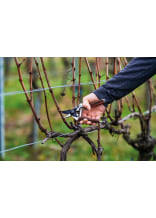 Felco Gartenschere 6 Elite fr mittelgroe Hnde - bei KOX online bestellen | XXFELCO-06E