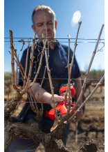 Felco elektrische Rebschere 834V - bei KOX online bestellen | XXFELCO-834V